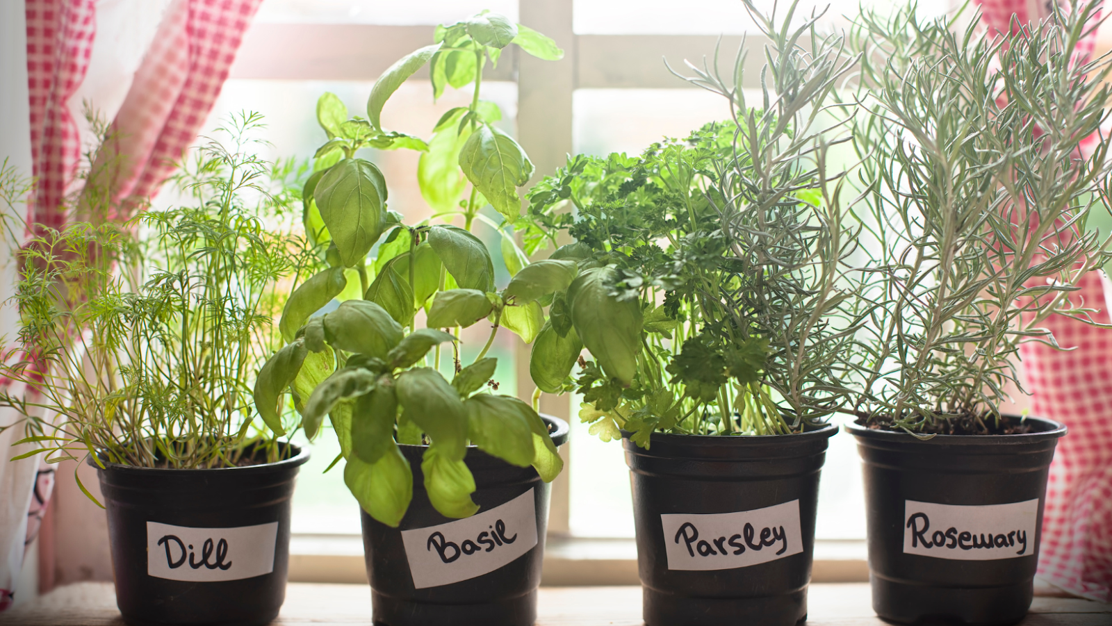 Troubleshooting Tips For Growing Herbs In Mason Jars
